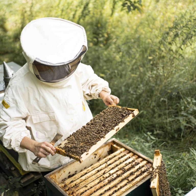 pädagogik tiergestützt leona tallmann bonn königswinter pferdegestütztes coaching_imkerei -min